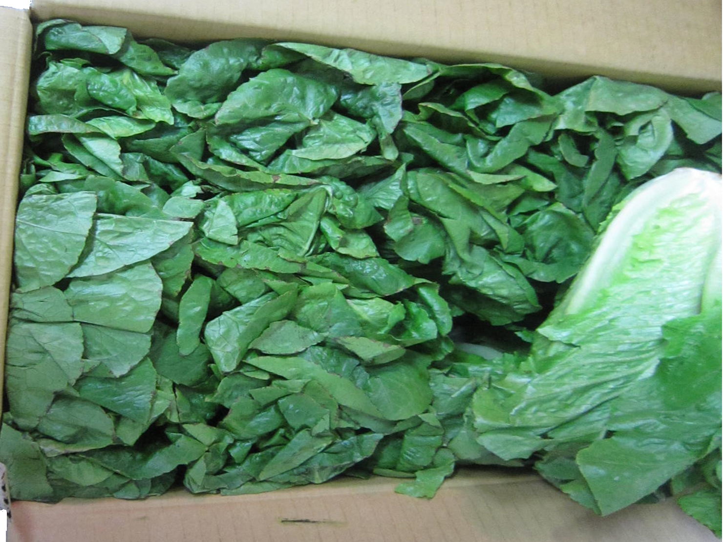 Lettuce Romaine, Half head lettuce MILLER CCID CO., LTD.