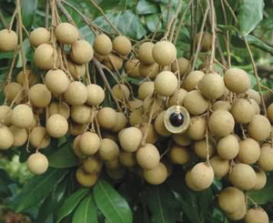 Longan