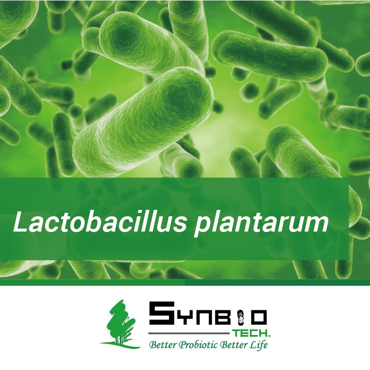 Lactobacillus plantarum , Probiotics Solution for Your Healthcare