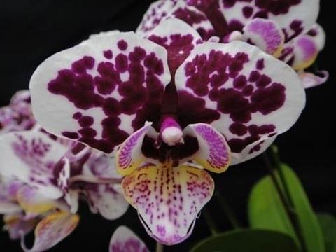 Chi Yueh Phalaenopsis orchids _ CYS136 Dark Mauve/ Spots