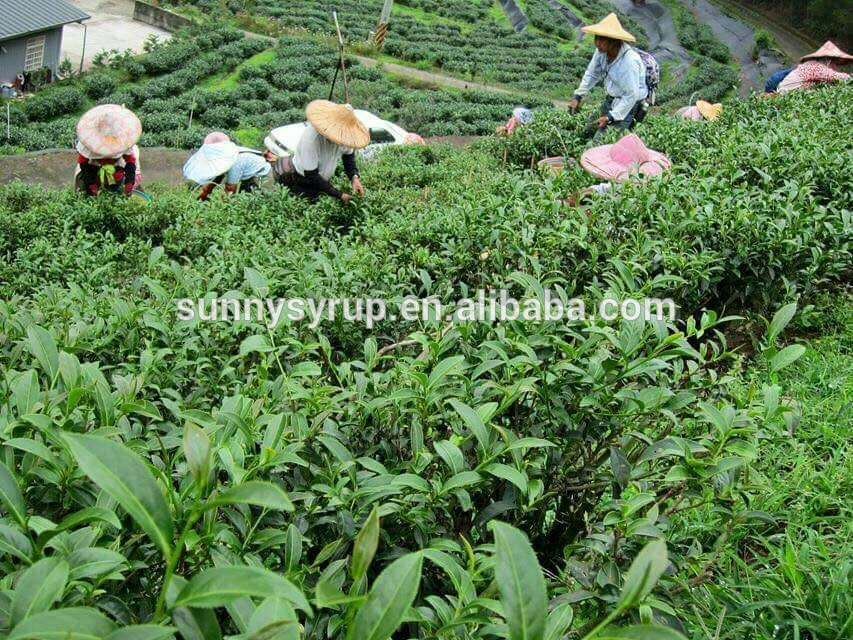 Assam black tea price low for bubble tea