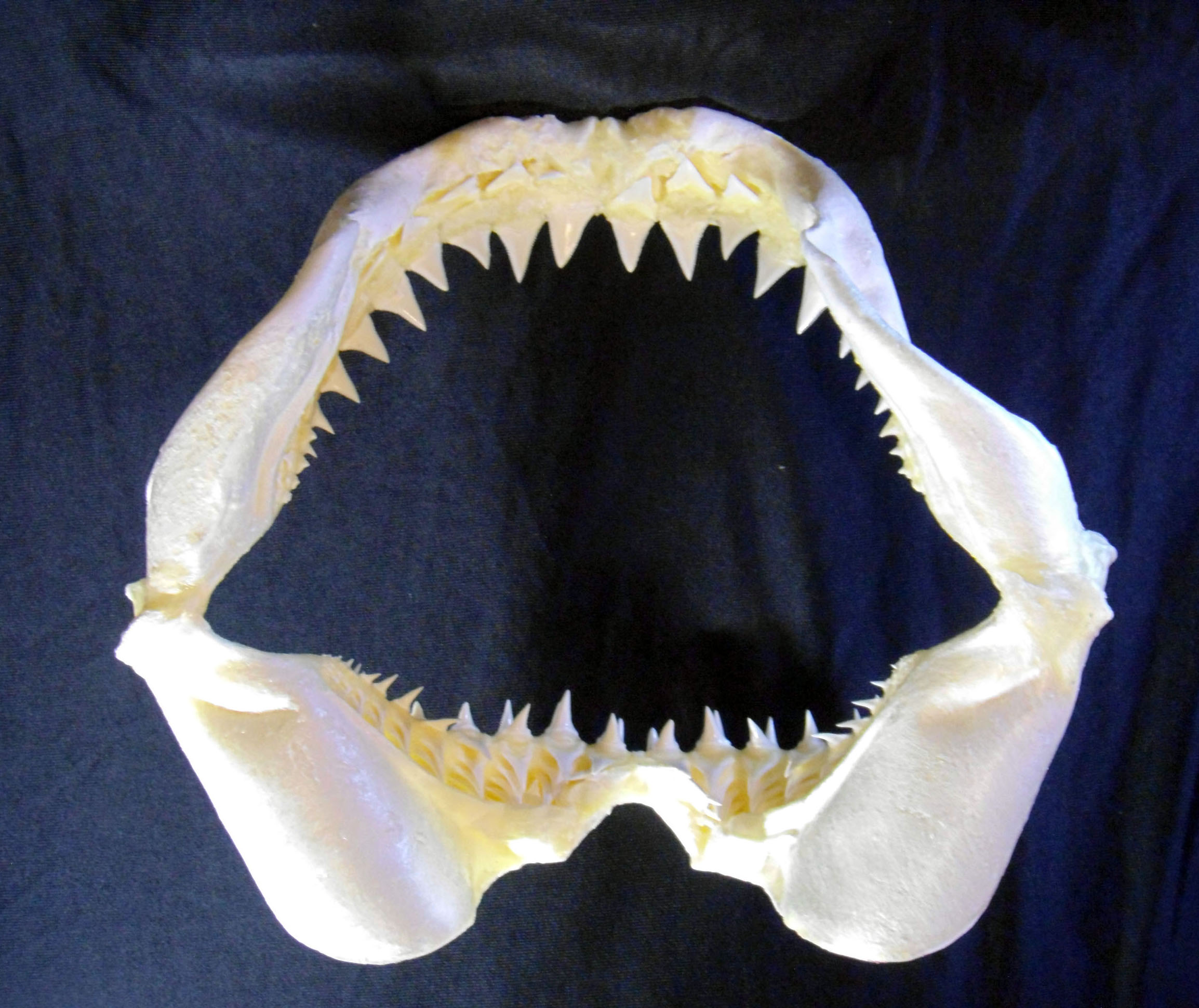 Great White Shark Teeth Jaws Taxidermy Taiwantrade Com | My XXX Hot Girl
