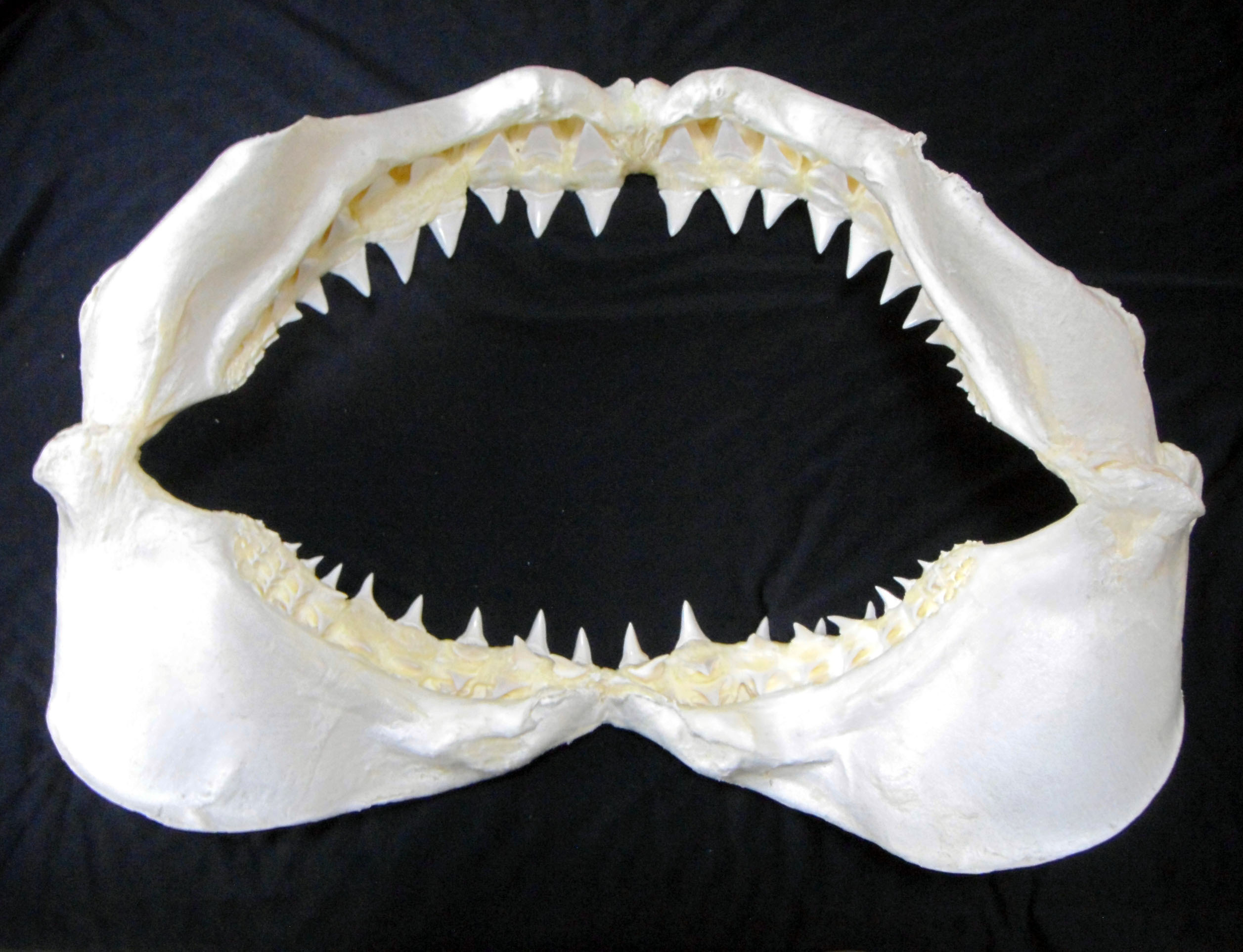 Great White Shark Teeth Jaws Taxidermy | Taiwantrade.com