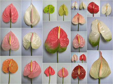 Anthurium, flower