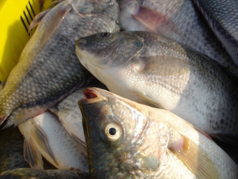 冷凍吳郭魚 魚片批發 加工成品 羅非魚 非洲鯽 南洋鯽 台灣鯛 聖彼得魚 台灣經貿網