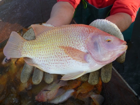 Red Tilapia Fillet Skin Taiwantrade Com