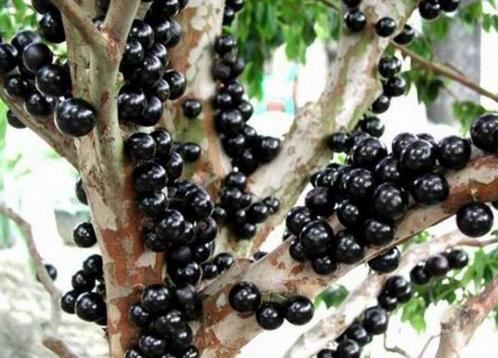 Jaboticaba