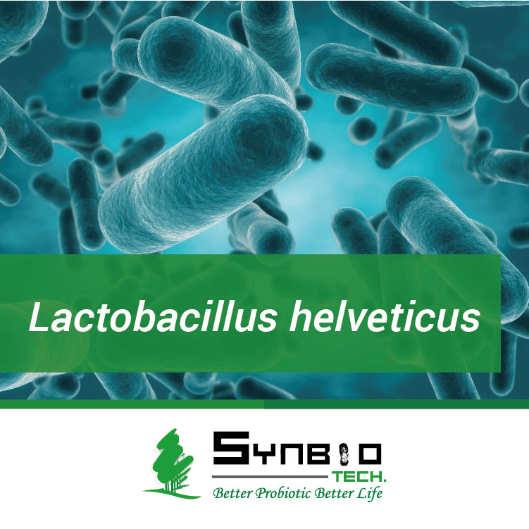 Lactobacillus helveticus , SYNBIO TECH , A Leading Probiotic