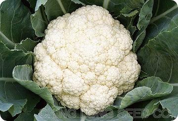 Cauliflower seeds