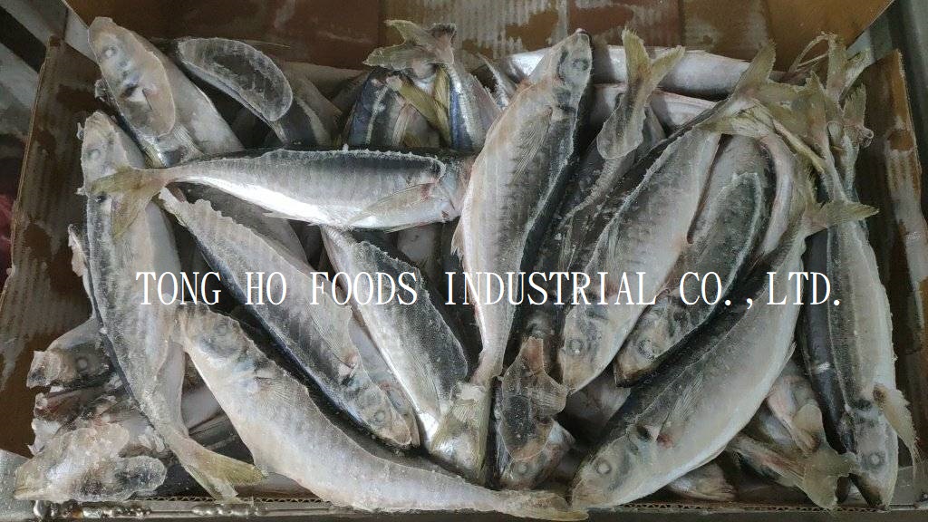 hard tail mackerel, hard tail mackerel Suppliers and Manufacturers