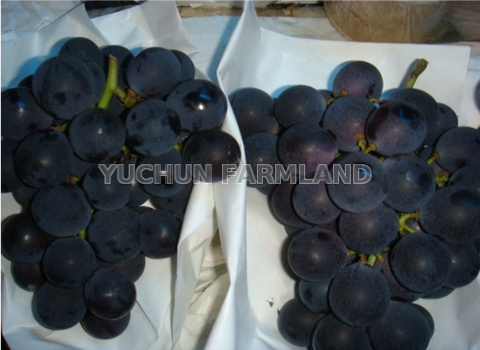 Kyoho Grapes Taiwantrade Com