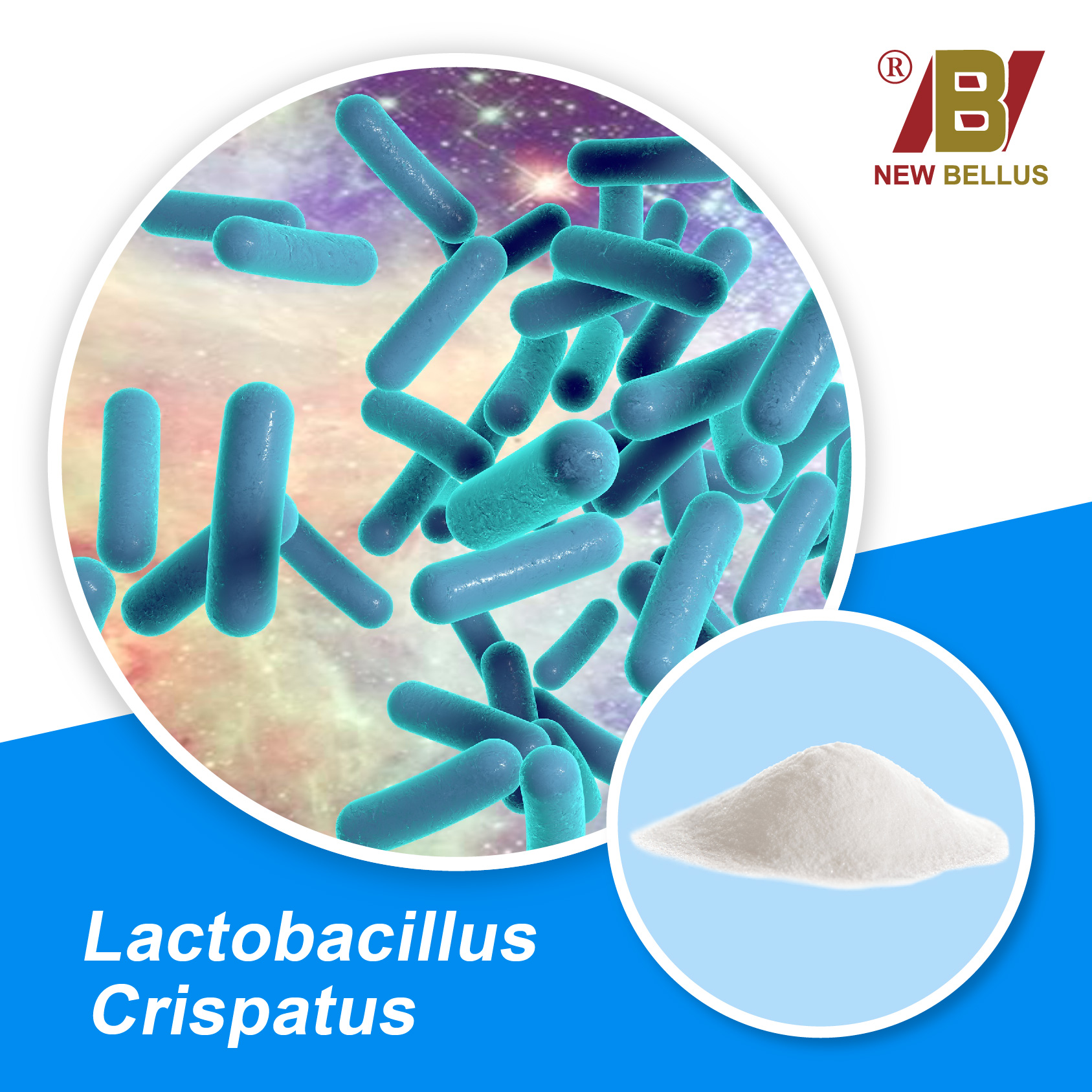 Lactobacillus Crispatus | Taiwantrade