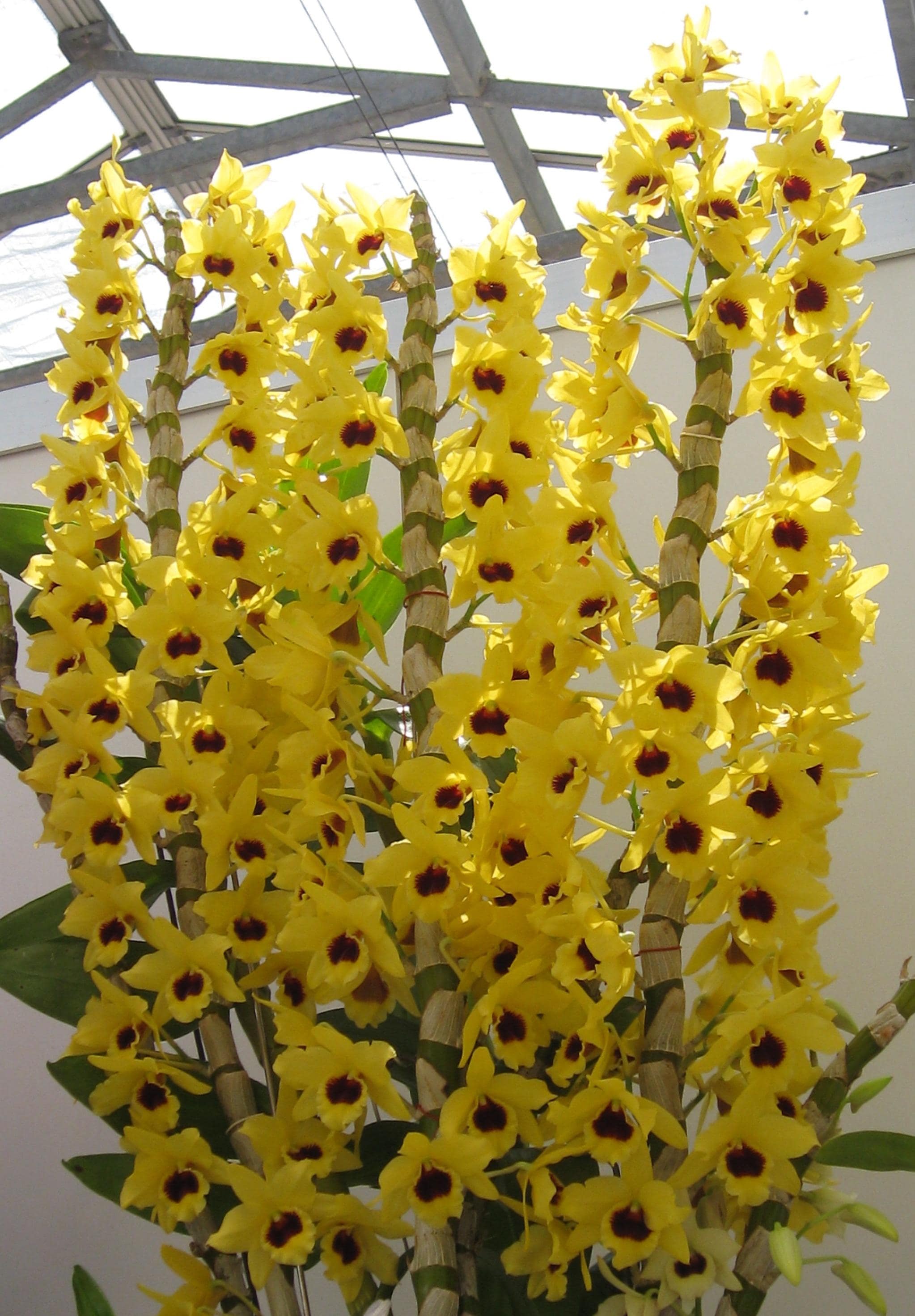 玩赏兰花-百花争艳的春石斛