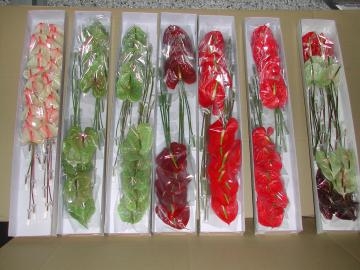 Anthurium cut flowers