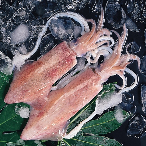 loligo squid,agricultural foods cuttlefish squid octopus