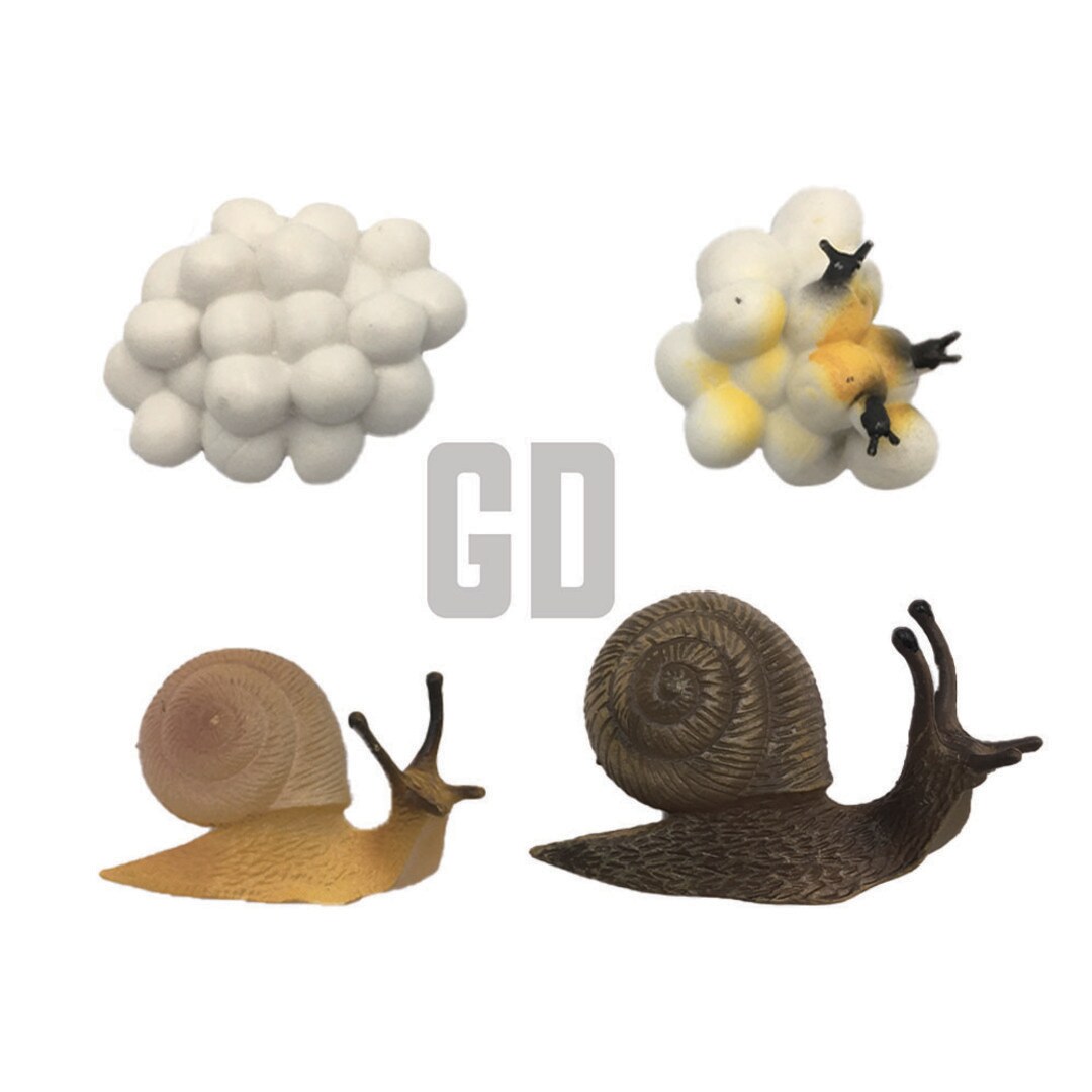 Snail Growth Cycle C | Taiwantrade