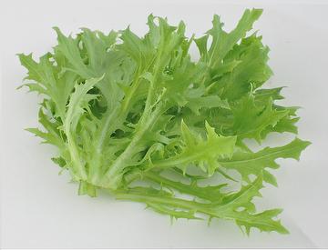 Green Frisee Lettuce