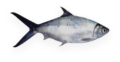 milkfish for tuna bait, milkfish for tuna bait Suppliers and Manufacturers  at