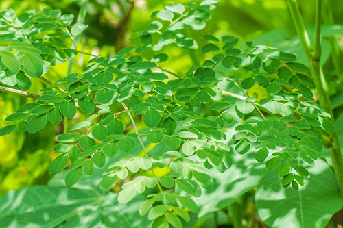 Organic Moringa