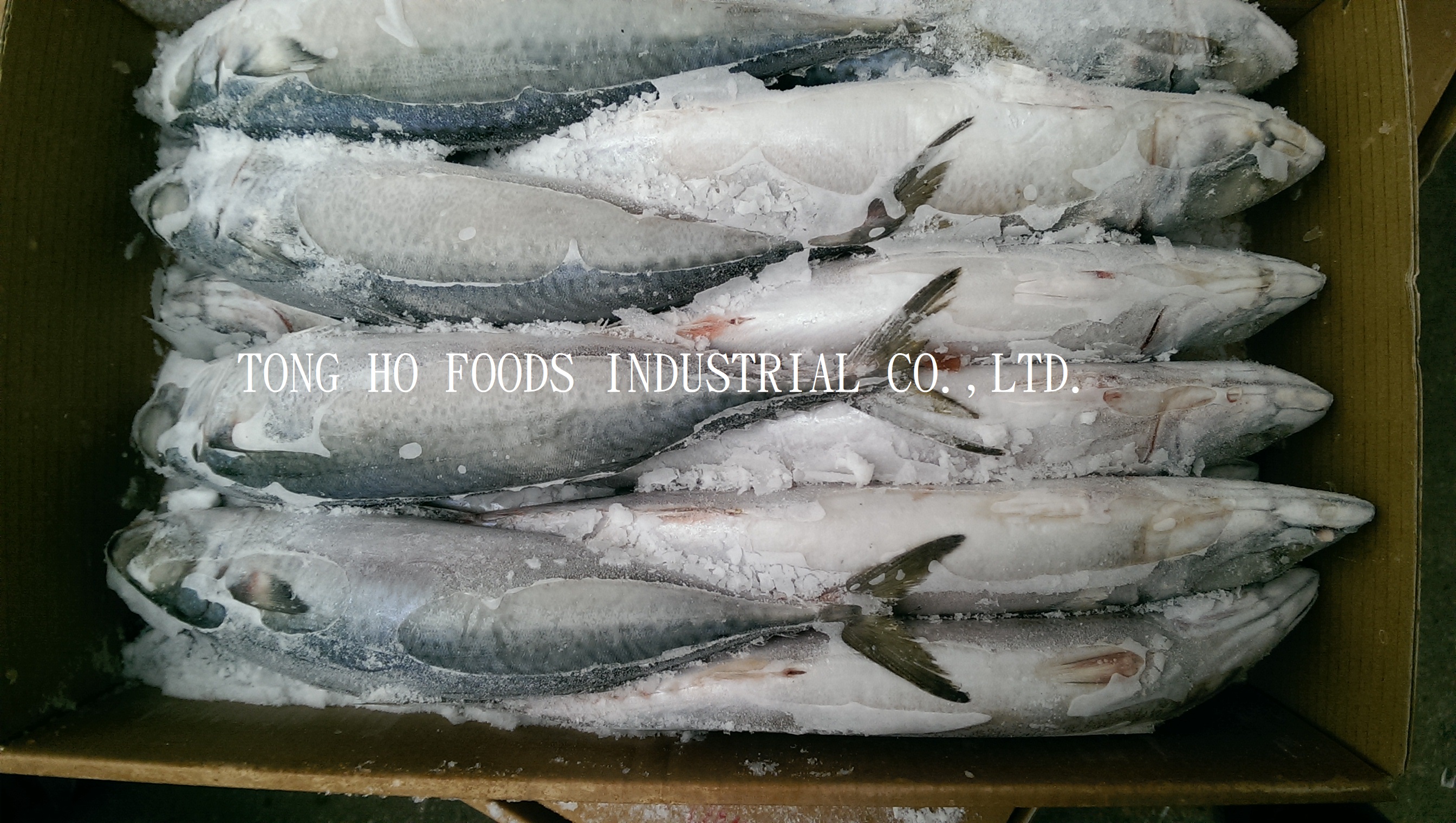 frozen mackerel