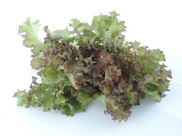 Red Leaf Lettuce