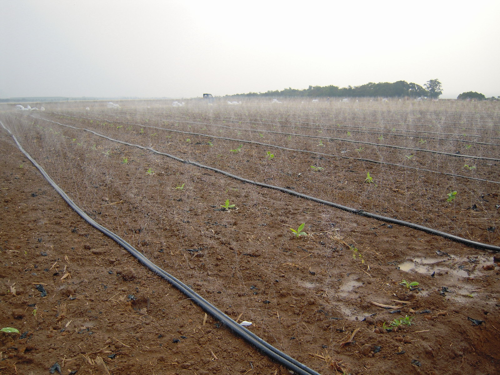 AJ100 series Irrigation Sprinkler Hose (micro spray tube, rain hose