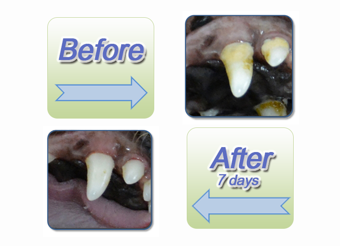 INTELLIGENT Saliva Enzymes Dog Toothpaste Remove Dental Tartar Plaque Gum Disease Fresh Breath Edible Healthy In 80g Bulk