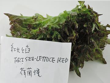 Frisee Lettuce Red