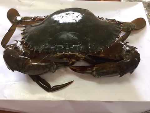 crab shell soft