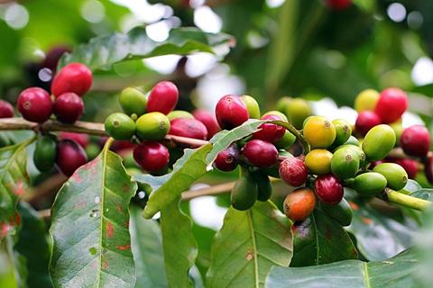 Coffee Tree