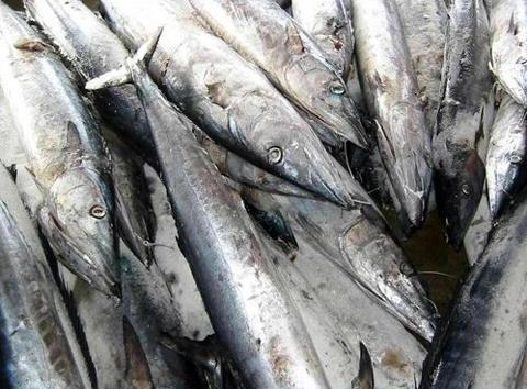 冷冻鲅鱼整條 Dwt Gg 批发 加工 石乔 蓝点马鲛 鰆鱼 马鲛鱼 棘鰆 台湾经贸网