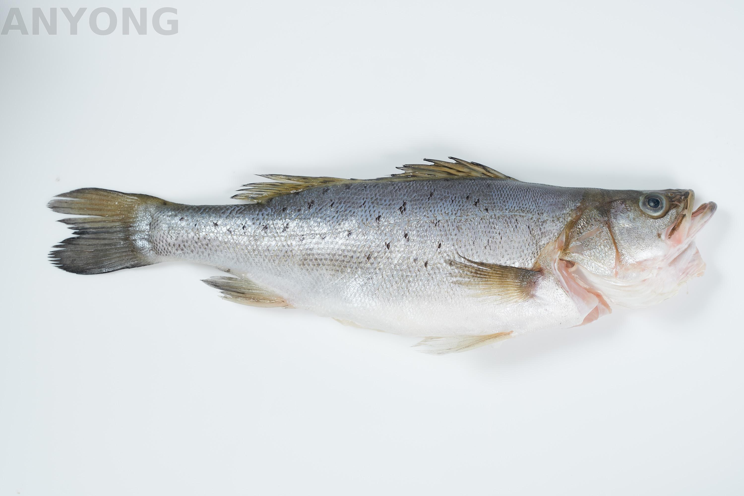 Japanese Seabass frozen Fresh Fish Good for health and diet