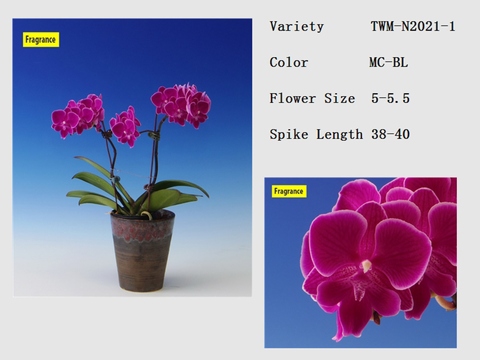 Orchid nursery provider specializing in fragrant Big Lip Phalaenopsis