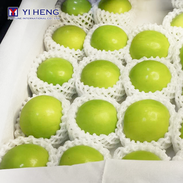 Crispy Taiwanese Green Jujube Fruit