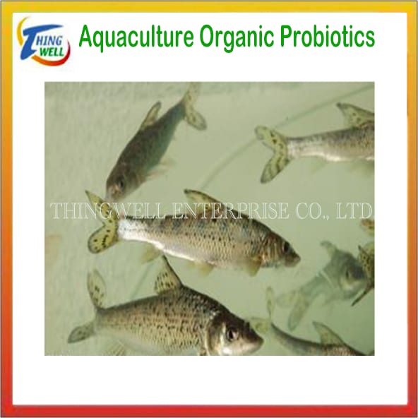 Probiotic Bacteria As An Healthy Alternative For Fish Aquaculture – JMNG