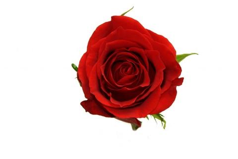 Red Rose Flavor Syrup Taiwantrade Com