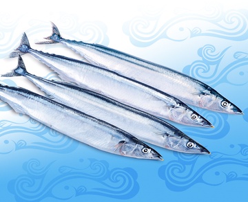 Pacific Saury