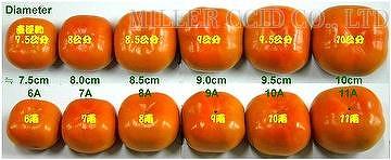 Persimmon, Oriental Persimmon, Japanese Persimmon, Kaki ...