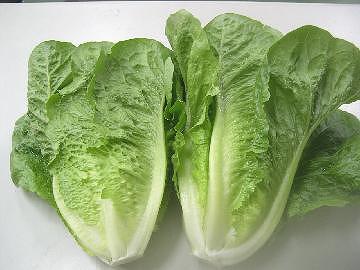 Romaine lettuce