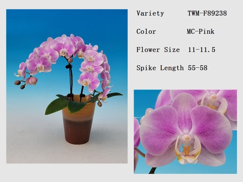 Taiwan Phalaenopsis seedlings orchids for vibrant and lush blooms