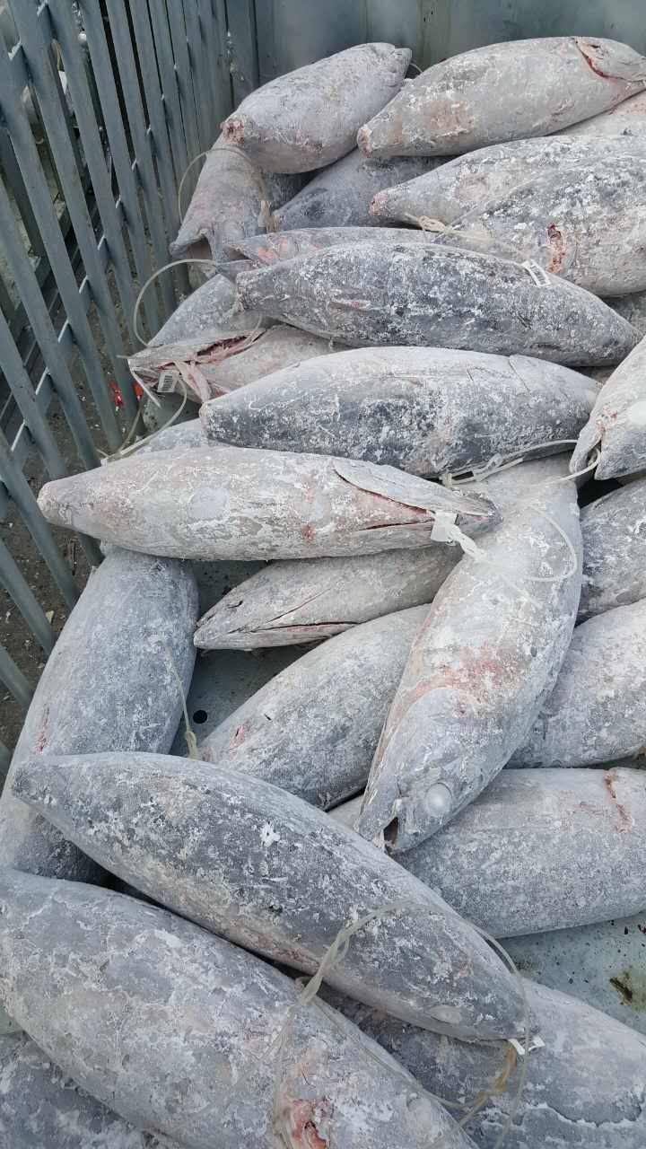 Frozen Albacore Tuna GG, WR, DWT, Wholesale