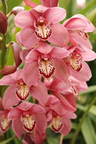 Cut flower - Cymbidium