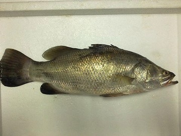 Barramundi