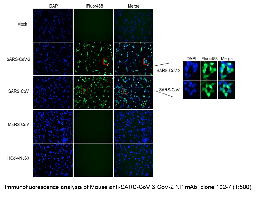 Mouse Anti Sars Cov And Cov 2 Np Mab Clone 102 7