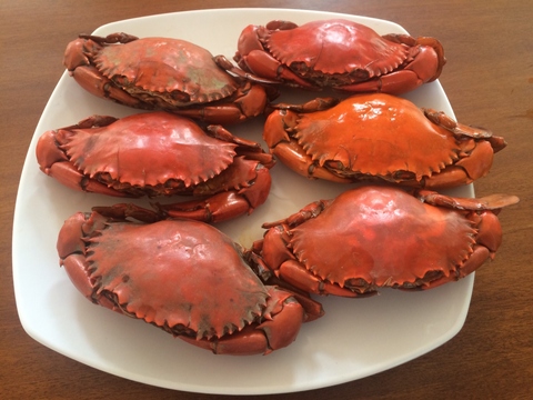 mud crab cooked