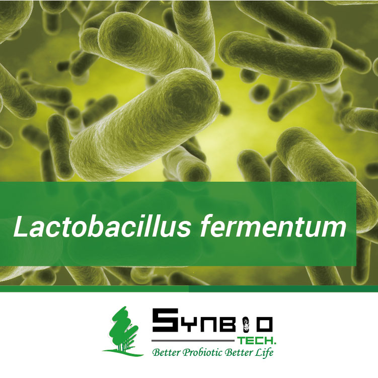 Lactobacillus fermentum ,SYNBIO TECH , Probitocs Ingredient