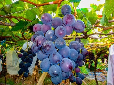 Kyoho Grapes Taiwantrade Com