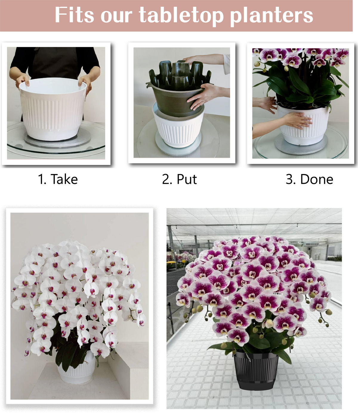 Quick-assembly orchid tray fitted with tabletop plastic planters, enabling fast floral setup for retail, hotel lobbies, and compact event displays