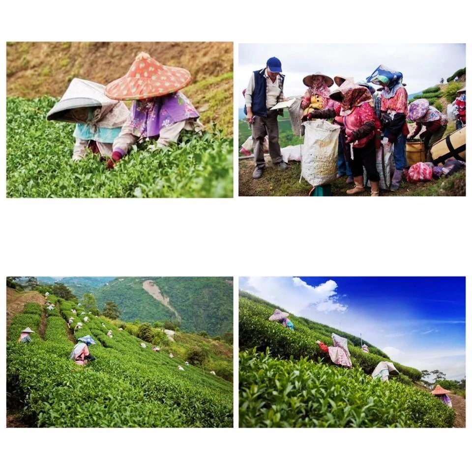 Taiwan Da-yu-ling Premium Oolong Tea Leaves, any Packaging, best gift for New Year 2019