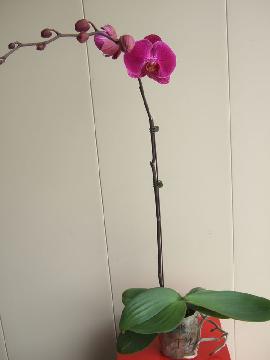 Phalaenopsis-Big Pink